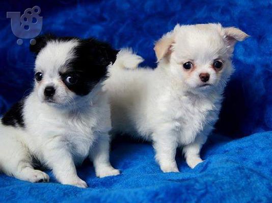 Πολύ εκπληκτική κορυφαία ποιότητα Kc chihuahua κορίτσι μαύρο και μαύρο...